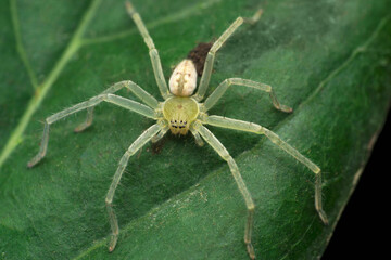 Tree huntsman spider,  Olios species , Satara, Maharashtra, India