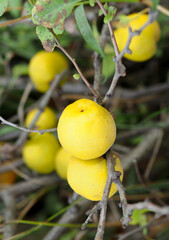 Yellow fruits of Japanese quince on branches in autumn