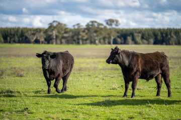 Stud beef cows and bulls grazing on green grass in Australia, breeds include speckled park, murray...