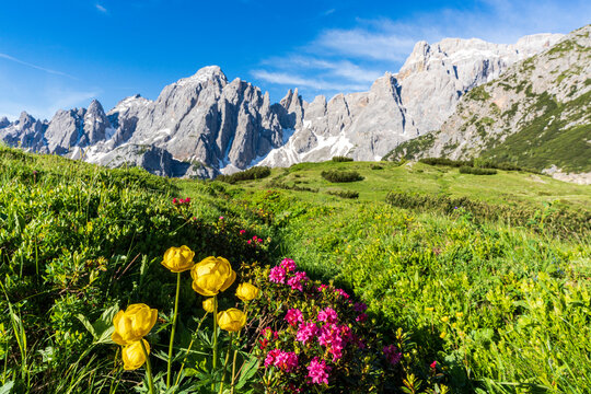 Cima dei Colesei and Popera group surrounded by rhododendrons in bloom, Comelico, Sesto Dolomites, Veneto/South Tyrol