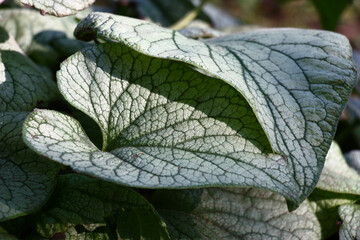 Obraz premium Sunny autumn day. Brunnera of a grade Jack Frost. Large juicy leaves with a pattern green a streak on silvery tone. Play of light and shadow.