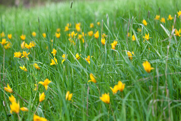 Yellow wild tulips in the lush green grass, perfect background