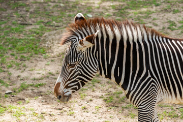 African zebra with white and black stripes in sunny day.