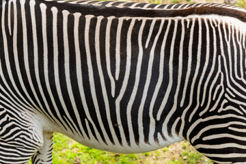 Body of zebra with white and black stripes. - Powered by Adobe