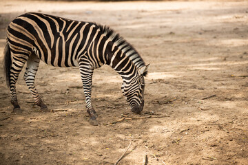 Fototapeta na wymiar White and black zebra is lookin a grass on no grass field with only sand in zoo.