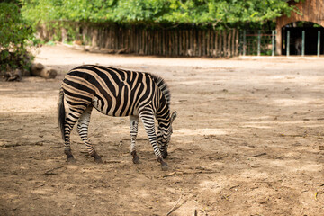 White and black zebra is lookin a grass on no grass field with only sand in zoo.