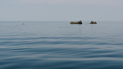 Council of black cormorants on rocks in the sea. On the left, a seagull sits looking for fish. Crimea