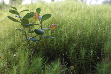  Belarusian swamp in Berezinsky biosphere reserve: fluffy green wet moss 