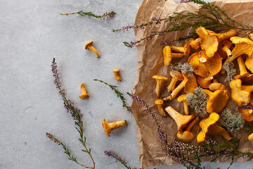 Wild chanterelle mushrooms on a craft paper with forest flowers and moss. Gray concrete background, copy space, top view.