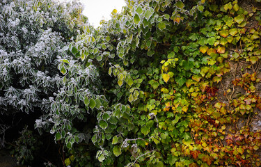 Four seasons in one image as frost forms on green vines, Galway, Connacht, Republic of Ireland