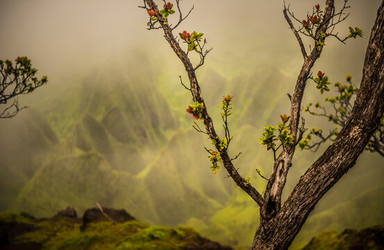 A tree branch with fresh growth in front of a soft backdrop of the NaPali Coast mountains, Hawaii