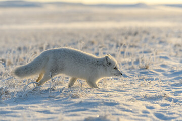 Wild arctic fox (Vulpes Lagopus) in tundra in winter time. White arctic fox running.