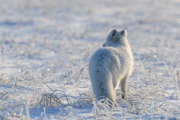 Wild arctic fox (Vulpes Lagopus) in tundra in winter time. White arctic fox.