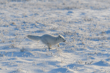 Wild arctic fox (Vulpes Lagopus) in tundra in winter time. White arctic fox running.