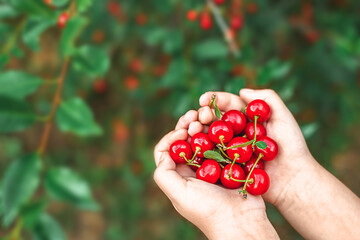 children's hands holding red ripe cherries. vitamins, health