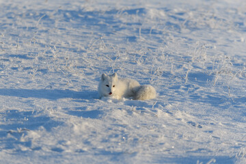 Obraz na płótnie Canvas Wild arctic fox lying in tundra in winter time. Funny arctic fox playing.