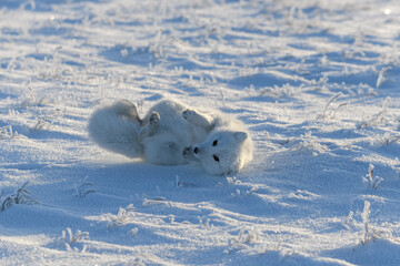 Fototapeta na wymiar Wild arctic fox lying in tundra in winter time. Funny arctic fox playing.