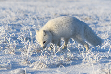 Wild arctic fox (Vulpes Lagopus) in tundra in winter time. White arctic fox close up.