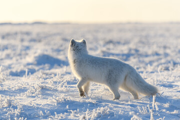 Wild arctic fox (Vulpes Lagopus) in tundra in winter time. White arctic fox.