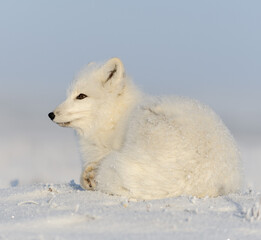 Naklejka premium Wild arctic fox (Vulpes Lagopus) in tundra in winter time. White arctic fox lying. Sleeping in tundra.