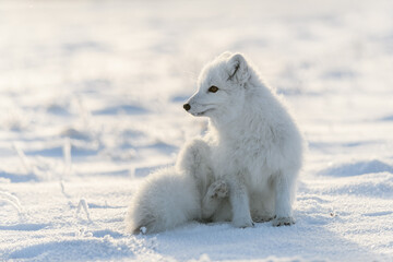 Arctic fox in winter time in Siberian tundra