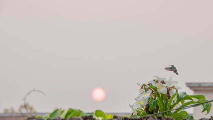Flores com por do sol. Flowers with hummingbirds and a beautiful sunset in the background. © taleondiegues