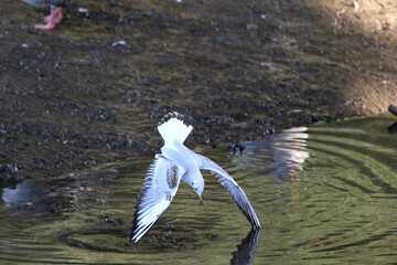 Seagull diving in a river	