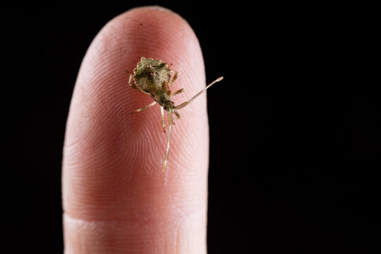 Dock bug or reddish-brown squashbug (Coreus marginatus) in finger