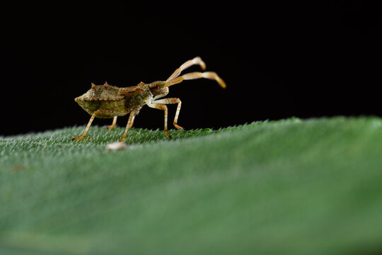 Dock bug or reddish-brown squashbug (Coreus marginatus)