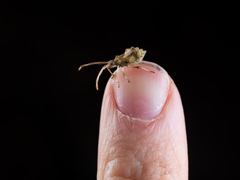 Dock bug or reddish-brown squashbug (Coreus marginatus) in finger