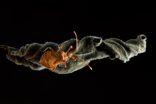 Dock bug or reddish-brown squashbug (Coreus marginatus)
