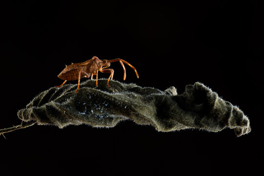 Dock bug or reddish-brown squashbug (Coreus marginatus)