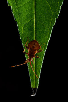 Dock bug or reddish-brown squashbug (Coreus marginatus)