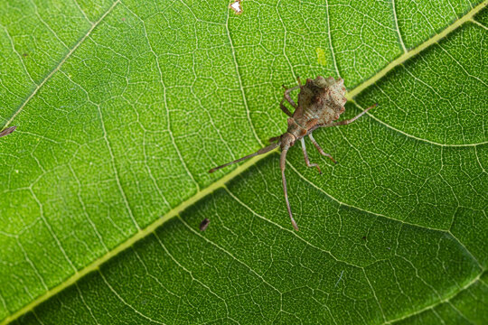 Dock bug or reddish-brown squashbug (Coreus marginatus)
