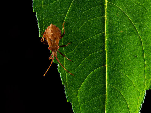 Dock bug or reddish-brown squashbug (Coreus marginatus)