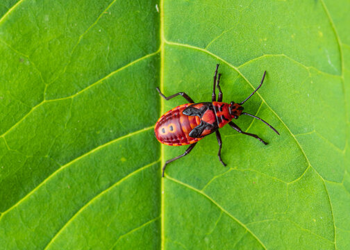Nymph the firebug (Pyrrhocoris apterus)