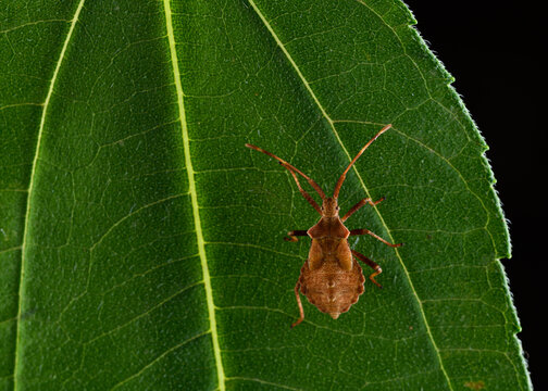 Dock bug or reddish-brown squashbug (Coreus marginatus)