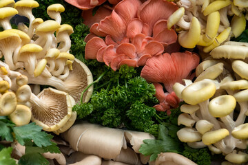 Selection of fresh mushrooms - obrazy, fototapety, plakaty