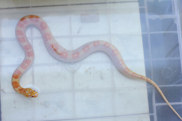 Albino marine file snake is a rare snake species found from India through Southeast Asia to the Solomon Islands.