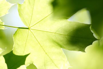 There is leaf of maple. It is theme of nature.