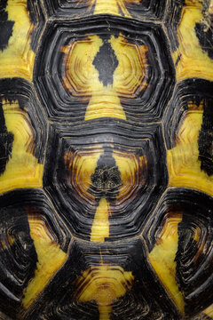 Details of the shell of a mediterranean tortoise, Hermann's tortoise (Testudo hermanni)