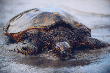 Sea Turtle, Hawaii