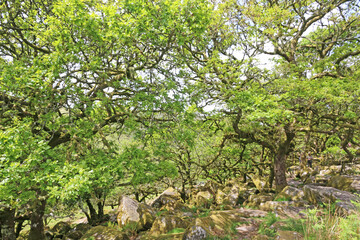Wistmans Wood in the West Dart River Valley in Dartmoor, Devon	