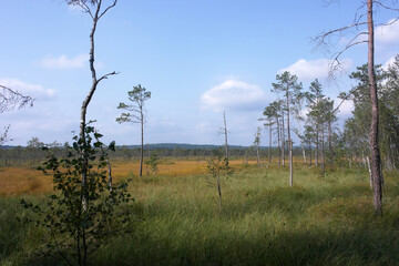 Autumn raised bog: Swamp landscape 
Ecotourism Belarus in Berezinsky biosphere reserve
