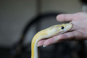 reticulated python purple are arguably some of the most beautiful pythons in the world, and some of the most sought after. 