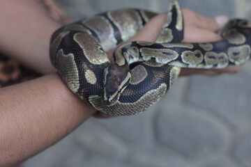 The ball python is a python species native to West and Central Africa