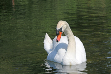 Swan swimming on a lake	
