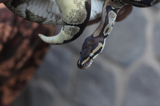 The ball python is a python species native to West and Central Africa