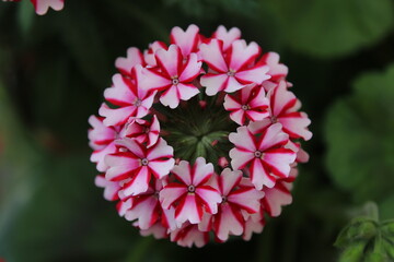 red and white flower