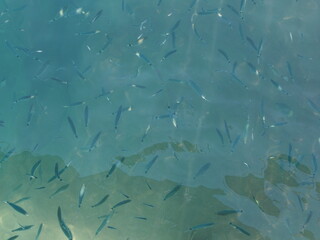 fish on the surface